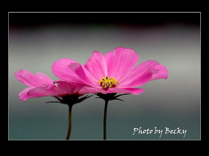 <br />
http://i133.photobucket.com/albums/q77/becklly/DSC_30231.jpg?t=1181188268
