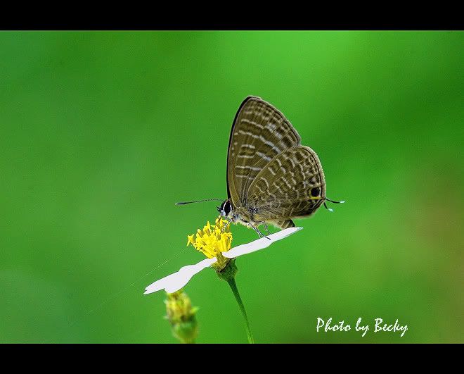 http://i133.photobucket.com/albums/q77/becklly/DSC_55351.jpg?t=1193058306
