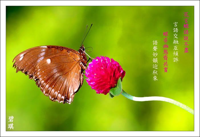http://i133.photobucket.com/albums/q77/becklly/DSC_66416.jpg?t=1195556446