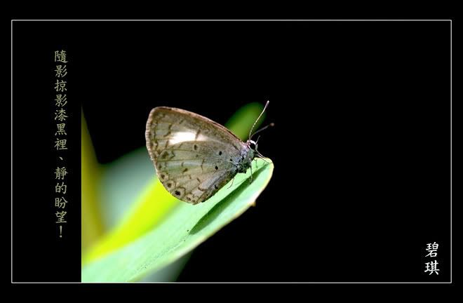 http://i133.photobucket.com/albums/q77/becklly/DSC_66704.jpg?t=1192544487