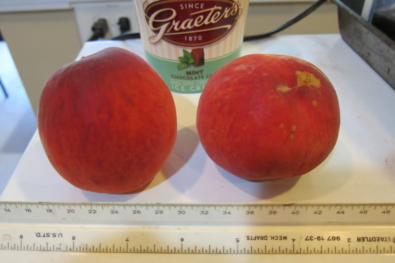 20120528 early july elberta peach