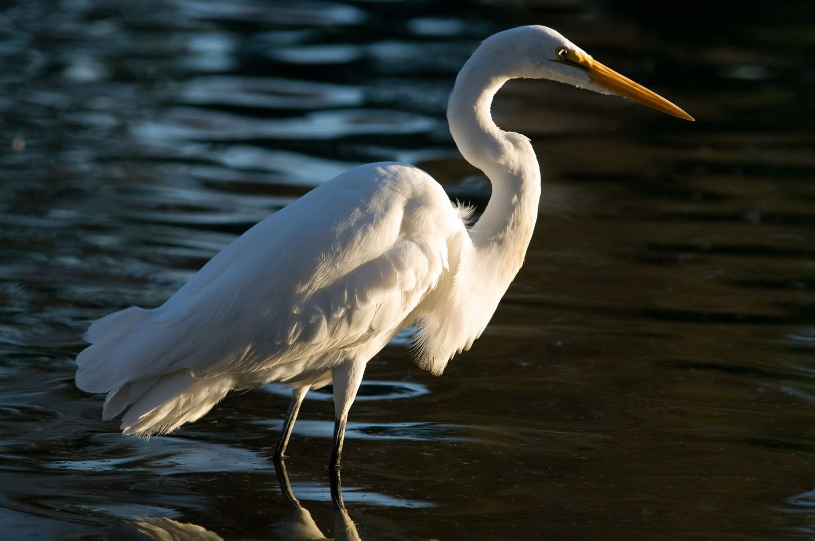 Heron. Pictures, Images and Photos