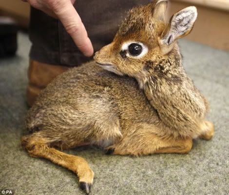 babydik-dik.jpg