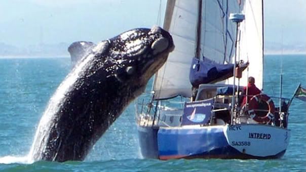 whale1_604x341.jpg