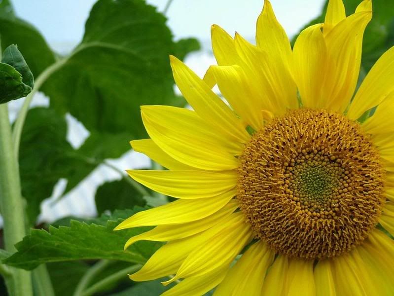 sunflowers wallpaper. sunflower background