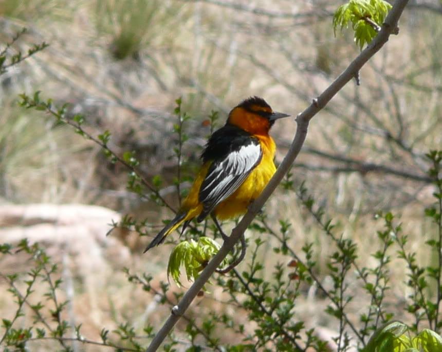 colorado springs birds birds in photography on the net colorado springs birds birds in photography on the net
