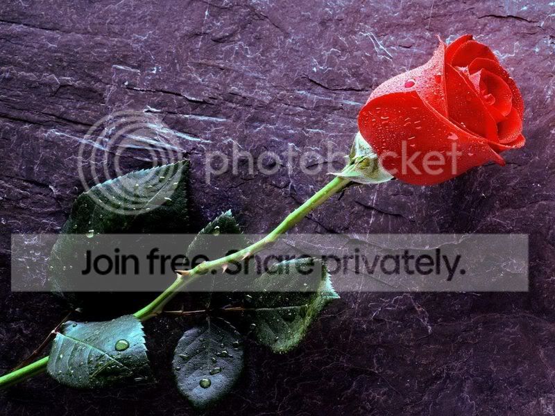 4854397_flower03.jpg