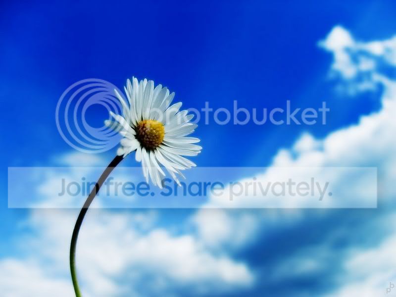4854400_flower05.jpg