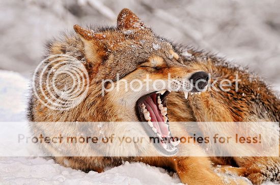 nature inspired designs: details