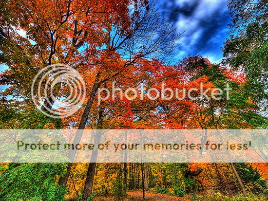 nature inspired designs: colors