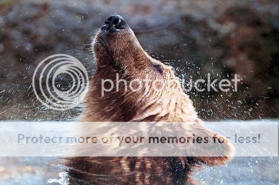 nature inspired designs: motion