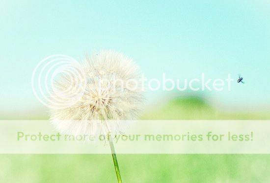 nature inspired designs: perspective